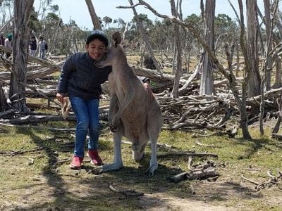 Kangaroo Feed Point part of Phillip Island Wildlife Park