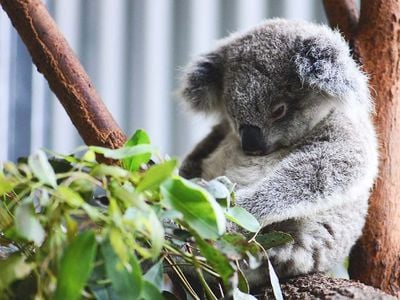 Currumbin Wildlife Hospital