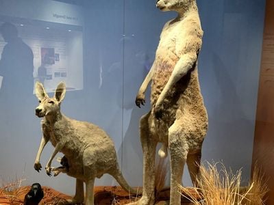 South Australian Museum