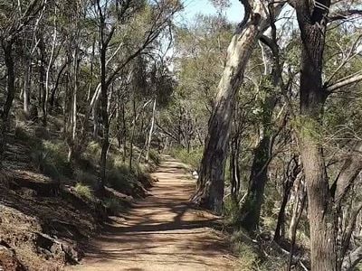 Mount Ainslie Summit Hiking Path