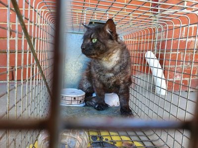 Ballarat Animal Shelter