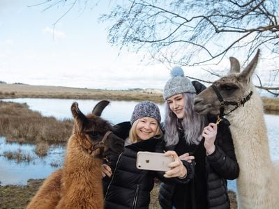 Blackwattle Alpaca Farm