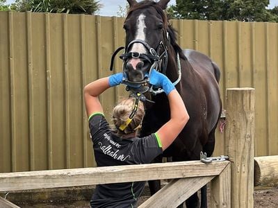 Tasmanian Equine Dentistry & Services