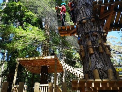 Treetops Adventure Hollybank