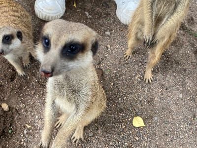 Central Coast Zoo