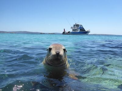 Shark Cage Diving with Calypso Star Charters