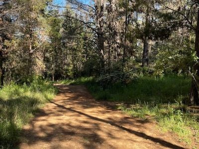 Armidale Pine Forest