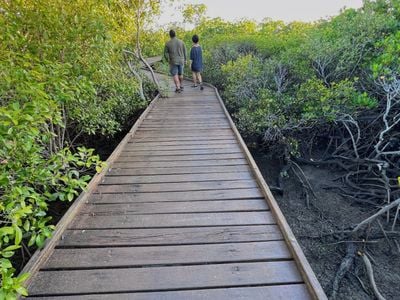 Mangrove Boardwalk