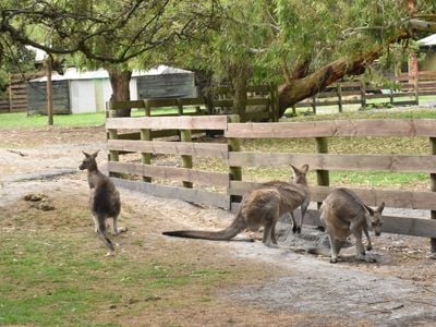 GREAT OCEAN ROAD WILDLIFE PARK