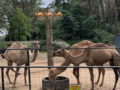 Shoalhaven Zoo And Adventure World