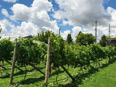 Thirsty Tours - Wine tours in Orange NSW