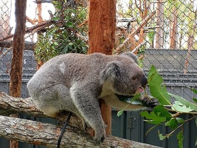 Koala Conservation Hospital Port Macquarie