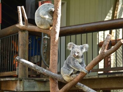 Daisy Hill Koala Centre