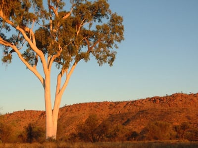 CBR Team: Physiotherapy in Alice Springs