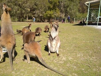 Billabong Zoo Koala & Wildlife Park