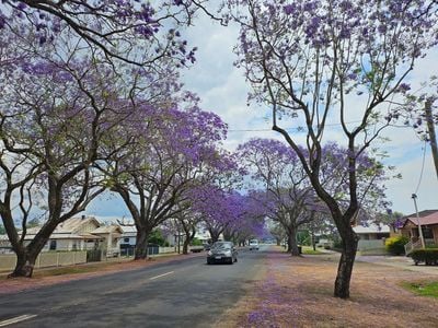 Self-Guided Grafton Jacaranda & Heritage Walking Tour