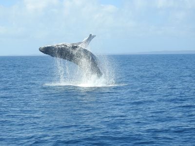 Platypus Bay Whale Watching