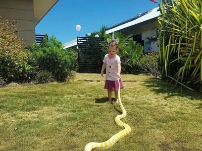 Top End Critters