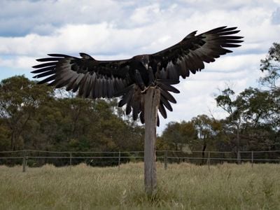 Full Flight Birds of Prey Centre