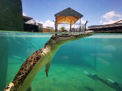 Crocosaurus Cove