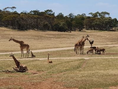 Giraffe Lookout