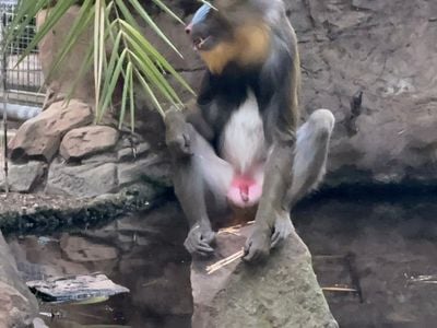 Mandrill