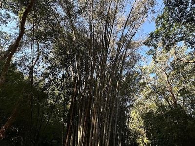 Bamboo Avenue