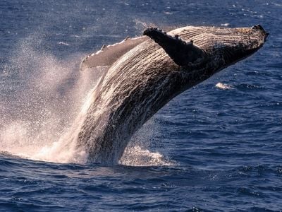 Whale Watching Tours Cairns