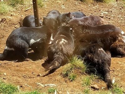 Aussie Ark (Australian Wildlife Ark)