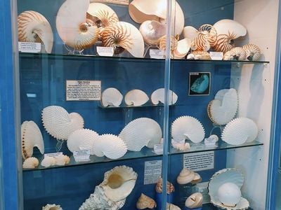 Shell World