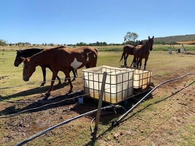 Horse paddocks