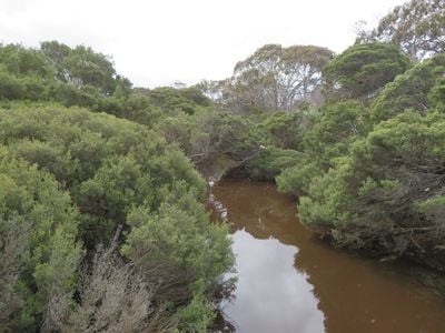 Primary School Bridge