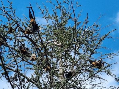 Home of the Geelong Fruit Bats