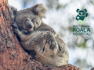 Port Stephens Koala Hospital (PSKH)