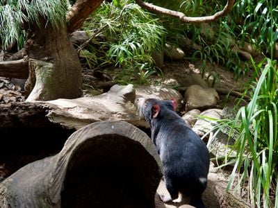 WILD LIFE Sydney Zoo