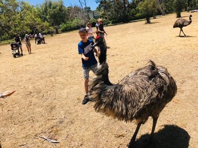 Cleland Wildlife Park