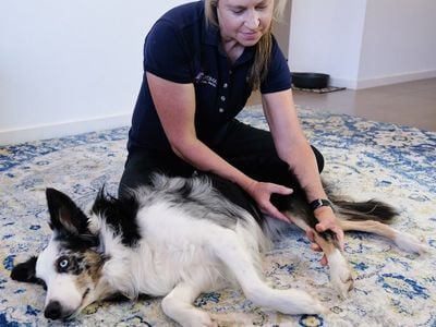 Optima Animal Physio