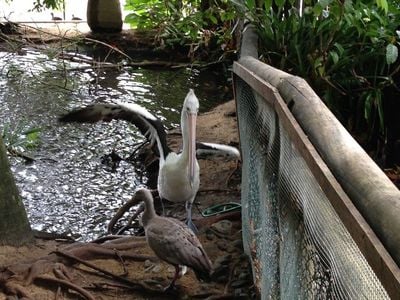 Think Digital at Cairns Tropical Zoo