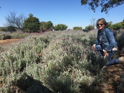 Pottique Lavender Farm