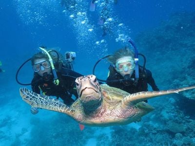 Turtle Town Scuba