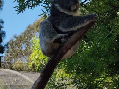 WARRNAMBOOL WILDLIFE ENCOUNTERS (Bookings only)