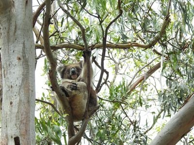 Koala Habitat