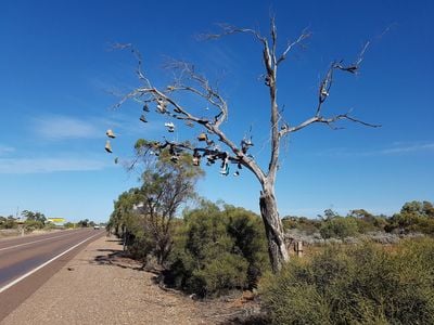 Shoe Tree