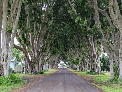 Fig Tree Avenue