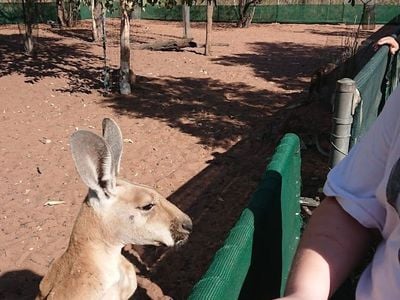 Kangaroo Haven