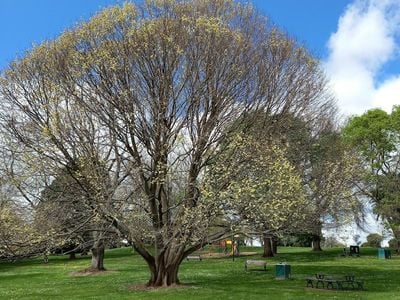 Warragul Station Park