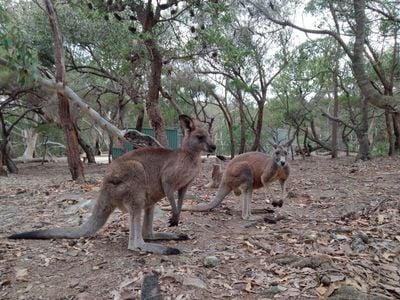 Walkabout Wildlife Sanctuary