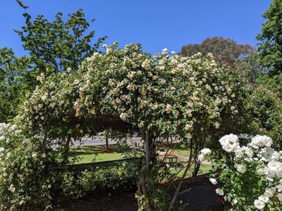 Alistair Clark Rose Arbor