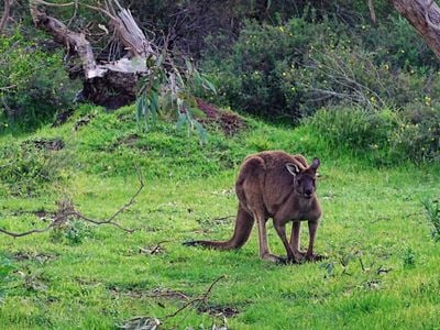 Australian Coastal Safaris