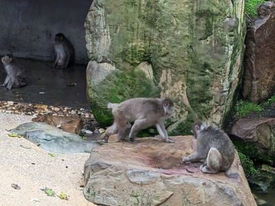 Japanese Macaque Exhibit